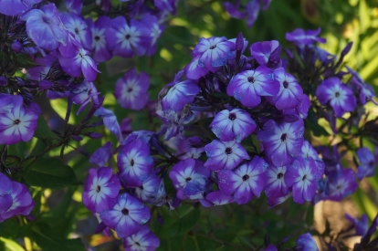 Aedfloks ´Laura´ (Phlox paniculata)