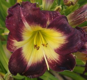 Päevaliilia ´Laura Mywood´ (Hemerocallis)