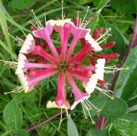 Kuslapuu ´Leevike´ (Lonicera)