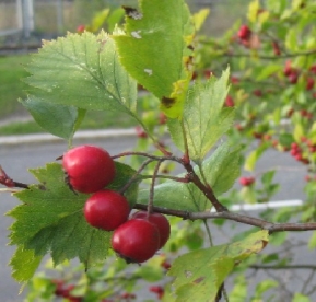 Lehvikas viirpuu (crataegus flabellata)