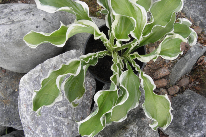 Hosta ´let´s Twist Again´ (Hosta)