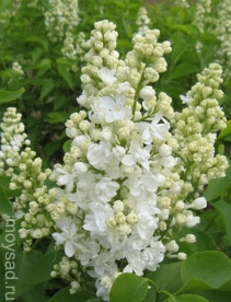 Harilik sirel ´Liega´ (Syringa vulgaris)