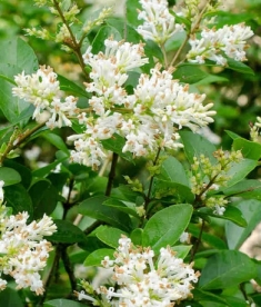 Ibota liguster (Ligustrum ibota)