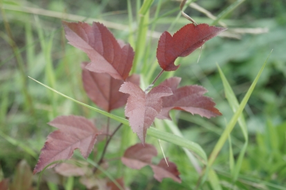 Iluõunapuu ´Liivi´ (Malus)