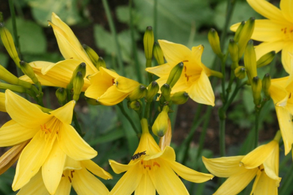 Kollane päevaliilia (Hemerocallis liloasphodelus)