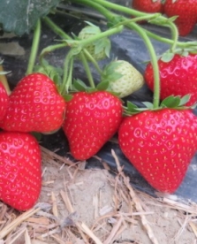 Aedmaasikas ´Limalexia´ (Fragaria ananassa)