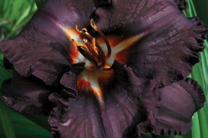 Päevaliilia ´Longfields Black Magic´ (Hemerocallis)