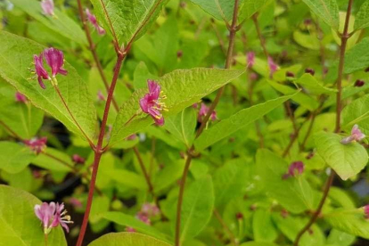 Sahhalini kuslapuu (Lonicera maximowiczii var sachalinensis)