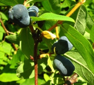 Söödav kuslapuu ´Herdi´ (Lonicera edulis)