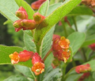 Peitõiline kuslapuu (Lonicera involucrata)