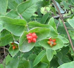 Korolkovi kuslapuu (Lonicera korolkowii)