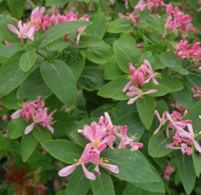 Tatari kuslapuu (Lonicera tatarica)