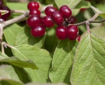 Harilik kuslapuu ´Claveys dwarf´ (lonicera xylosteum)