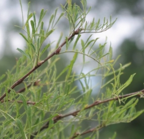 Suur läätspuu ´Lorbergii´ (Caragana arborescens)