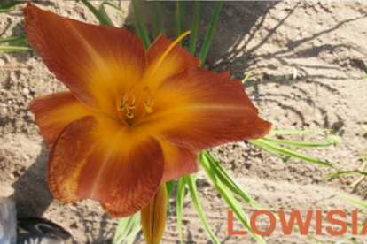 Päevaliilia ´Lowisia´ (Hemerocallis)