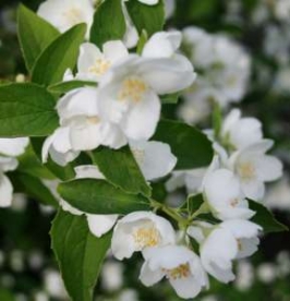 Ebajasmiin ´Lunny Svet´ (Philadelphus)