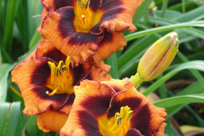 Päevaliilia ´Madeline Nettles Eyes´ (Hemerocallis)