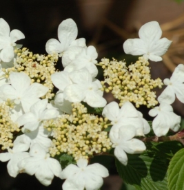 Karvane lodjapuu ´Mariesii´ (Viburnum plicatum)