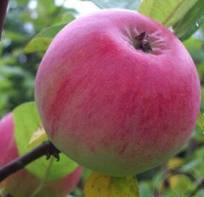 Aedõunapuu ´Maikki´ (Malus domestica) - okulaat kuni 0,5 m