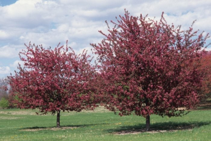 Iluõunapuu´Profusion´ (Malus)