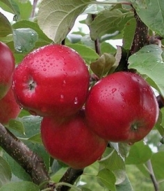 Aed õunapuu ´Heta´ (Malus domestica) - kuni 30 cm okulaat