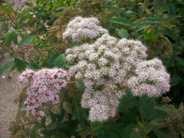 Enelas ´Mannavaht´ (Spiraea)