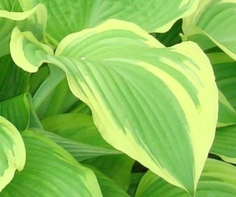 Hosta ´Mardi Gras´ (Hosta)