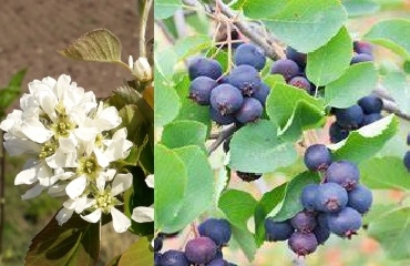 Lepaleheline toompihlakas ´Martin´ (Amelanchier alnifolia)