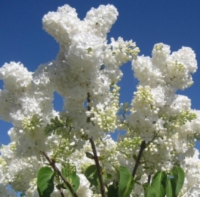 Harilik sirel ´Mazais Princis´ (Syringa vulgaris)