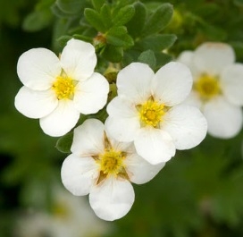 Põõsasmaran ´Mc Kay´s White´ (Potentilla fruticosa)