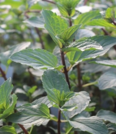 Piparmünt ´After Eight´ (Mentha piperita)