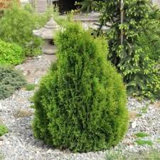 Harilik elupuu ´Micky´ (Thuja occidentalis)