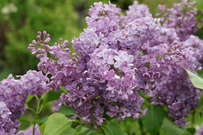 Harilik sirel ´Milvi´ (Syringa vulgaris)