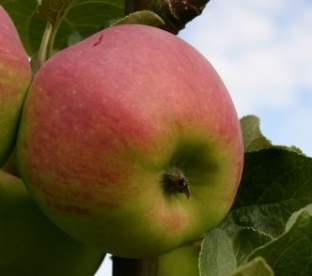 Aed õunapuu ´Els´  (Malus domestica)