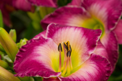 Päevaliilia ´Moroccan Sunrise´ (Hemerocallis)