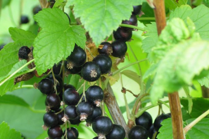 Must sõstar ´Mortti´ (Ribes nigrum)