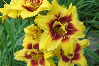 Päevaliilia ´Mount Helena´ (Hemerocallis)