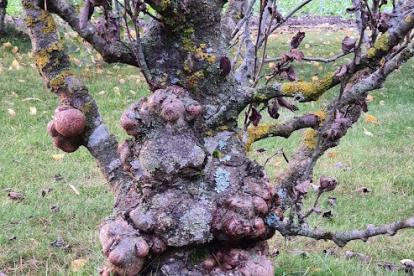 Hall lepp ´Muhkura´ (Alnus incana)