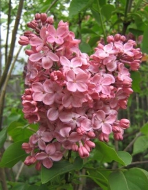 Harilik sirel ´Mulatka´ (Syringa vulgaris)