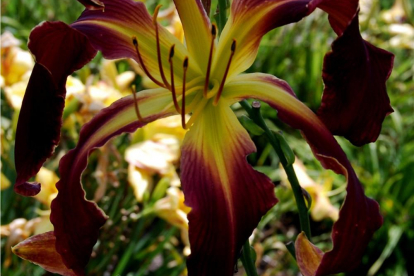 Päevaliilia ´Muscadine wine´ (Hemerocallis)