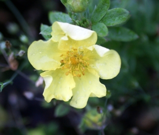 Põõsasmaran ´My Star´ (Potentilla fruticosa)