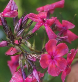 Aedfloks ´Üllatus´ (Phlox paniculata)