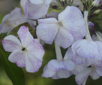 Aedfloks ´Nr 11´ (Phlox paniculata)