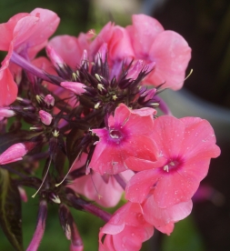 Aedfloks ´Nr 13´ (Phlox paniculata)