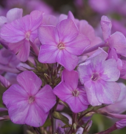 Aedfloks ´Nr 14´ (Phlox paniculata)