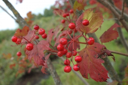 Harilik lodjapuu ´NR 15´ (Viburnum opulus)