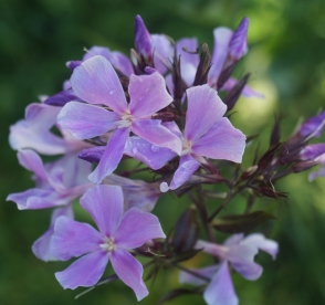 Aedfloks ´Nr 15´ (Phlox paniculata)