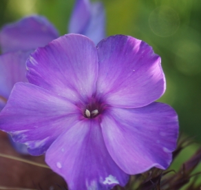 Aedfloks ´Nr 16´ (Phlox paniculata)