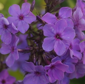 Aedfloks ´Nr 17´ (Phlox paniculata)