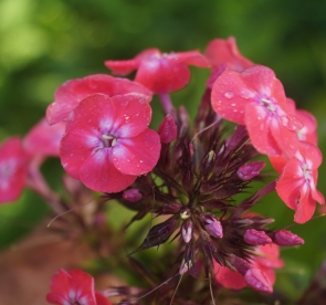 Aedfloks ´Nr 19´ (Phlox paniculata)